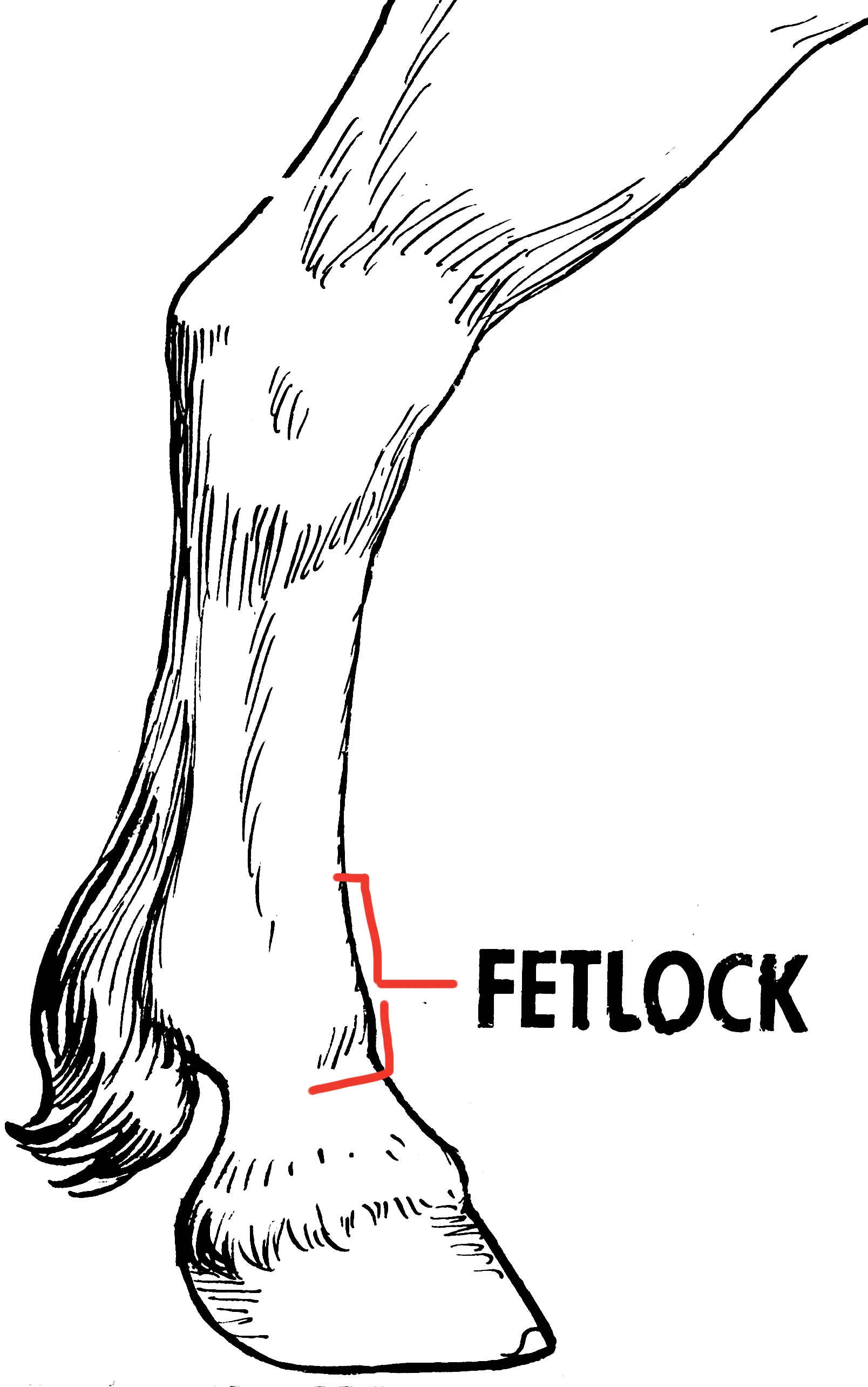 Diagram showing where the fetlock is